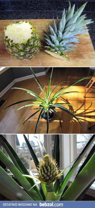Wyhoduj sobie ananasa