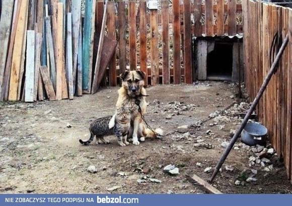 Zostaw mojego kumpla!