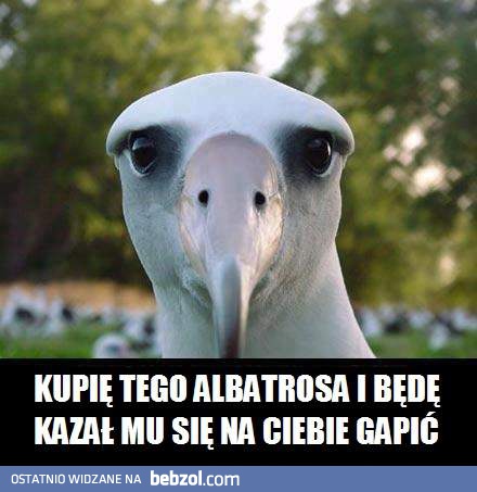 Kupię tego albatrosa, zobaczysz!