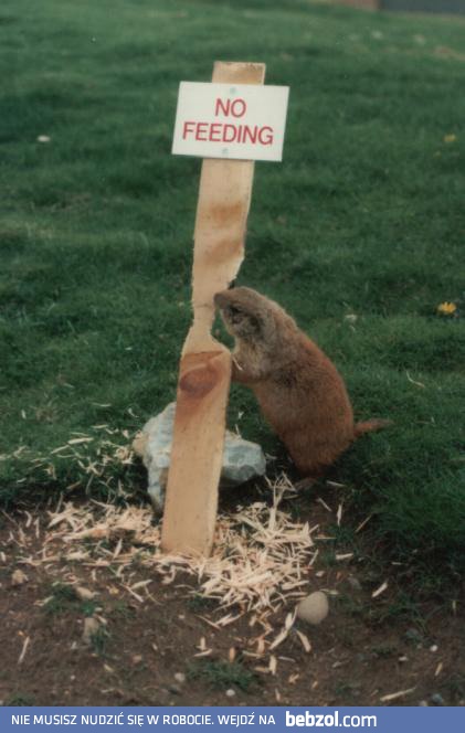 Nie karmić!