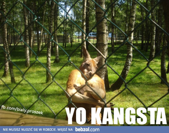 yo kangsta