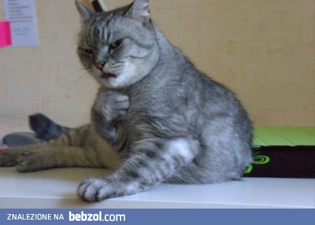 Mój kot czasem podejrzliwie paczy