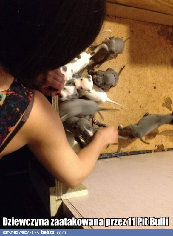 Dziewczyna zaatakowana przez 11 Pittbulli