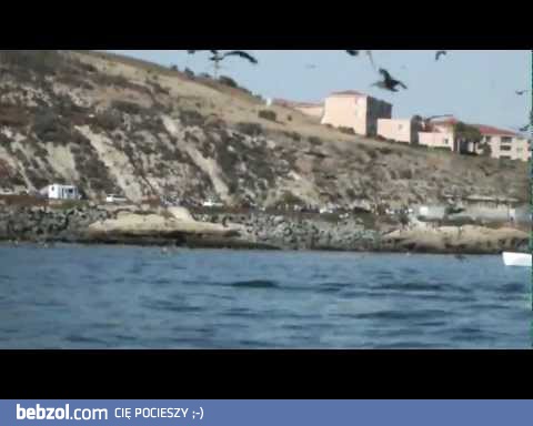 Dwie panie i wieloryb