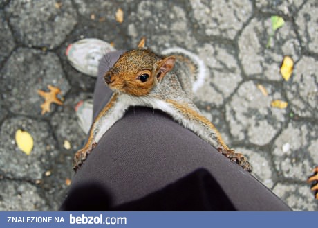 Idę sobie przez park, a tu...