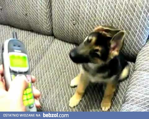 Zdezorientowany pies i telefon