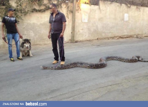 Spacer ze zwierzakami