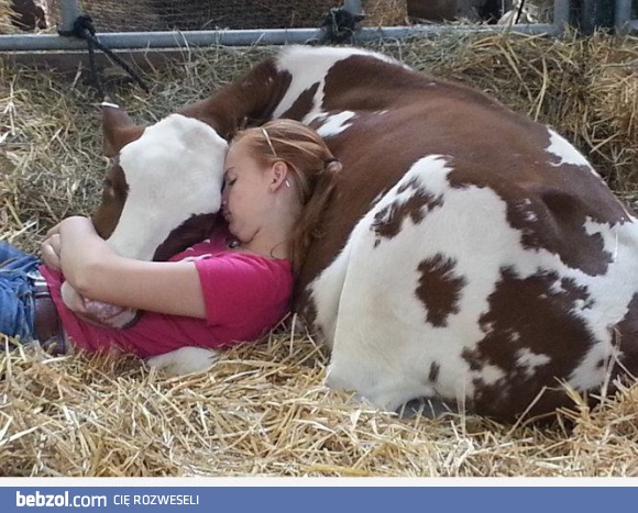 Drzemka z moją krową