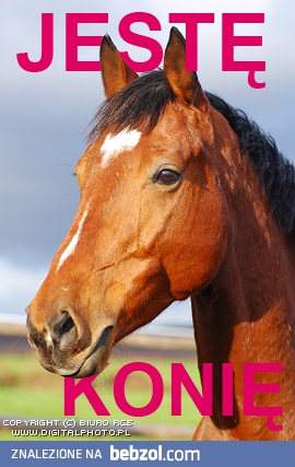 jestę konię