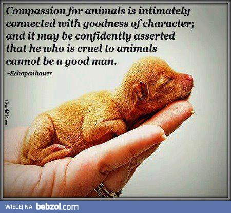 Tylko czło. współczujący zwierzęciu jest prawdziwym czło.