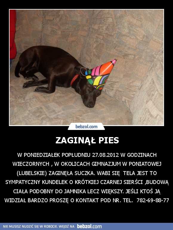 ZAGINĄŁ PIES