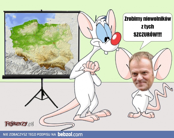 Pinki i Tusk