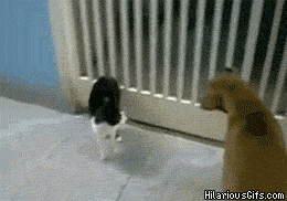 Pies i Kot