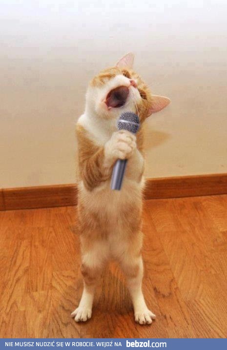 Koty opanowały już bary karaoke!