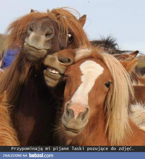 Pijane laski pozujące do zdjęć