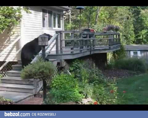 Gdzie misie tu pchasz?!