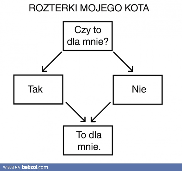 Rozterki mojego kota