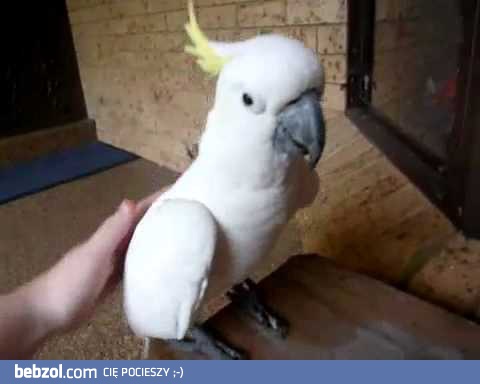 Pogłaszcz papużkę!