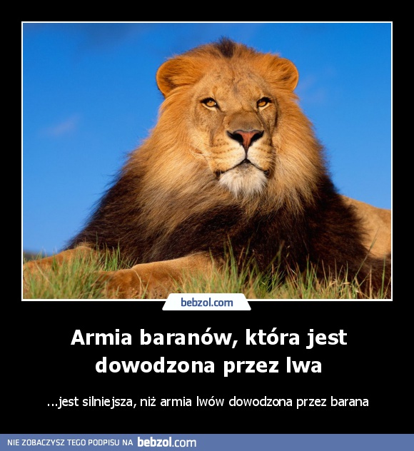 Armia baranów, która jest dowodzona przez lwa