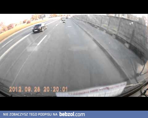 Bardzo fartowny piesek