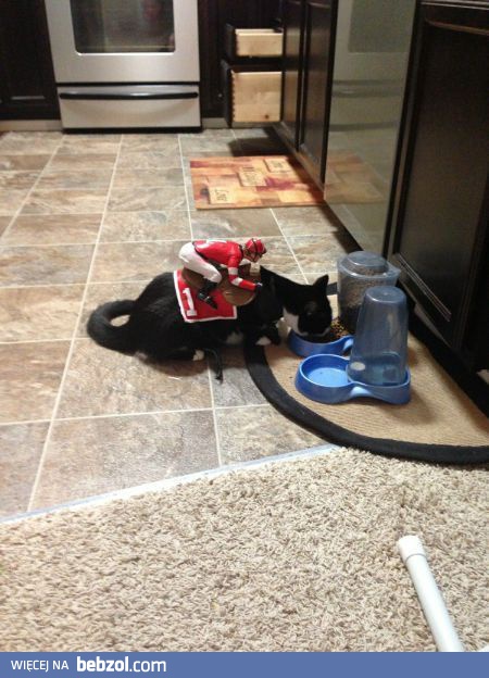 Mój kot na Halloween