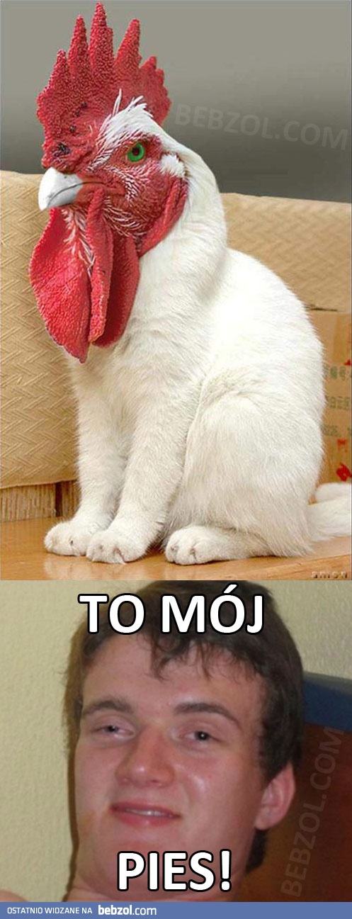 Mój pies!