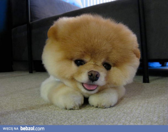 Słodziak na weekend