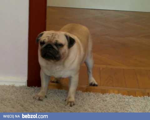 Mopsik walczy ze snem