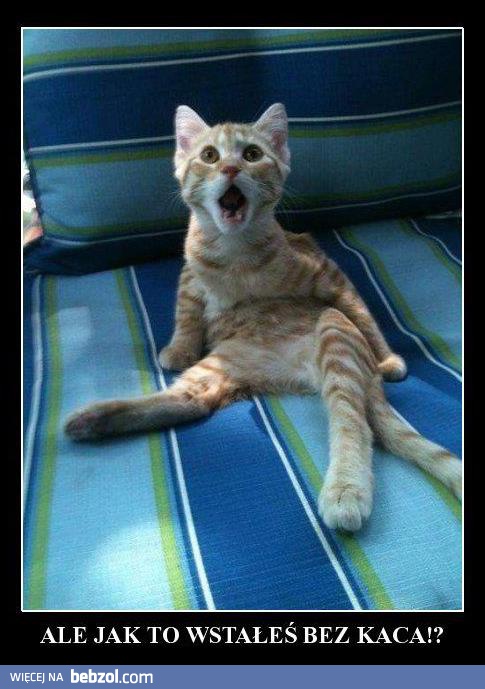 Wstałeś bez kaca?!