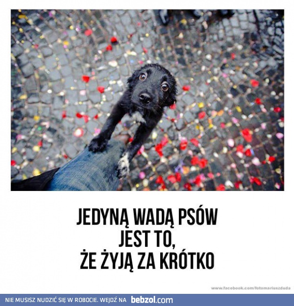 Jedyna wada psów