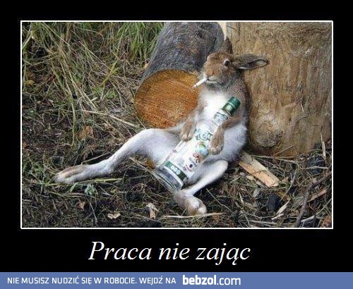 Praca nie zając