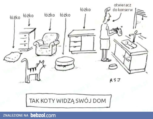 Tak koty widzą swój dom