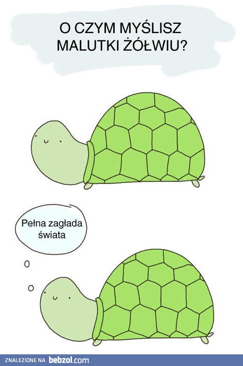 O czym myśli mały żółwik?