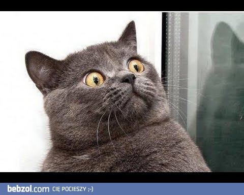 Najlepsza kocia kompilacja