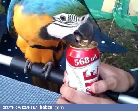 Bardzo użyteczna papuga