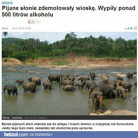 Pijane słonie