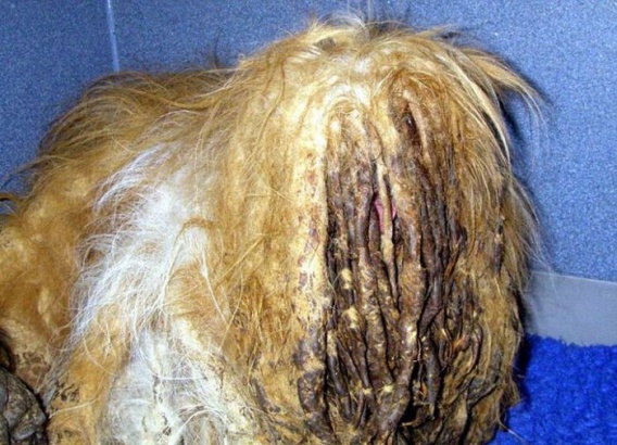 Pieski przed i po adopcji