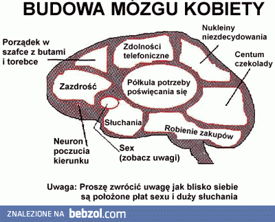 Budowa mózgu kobiety
