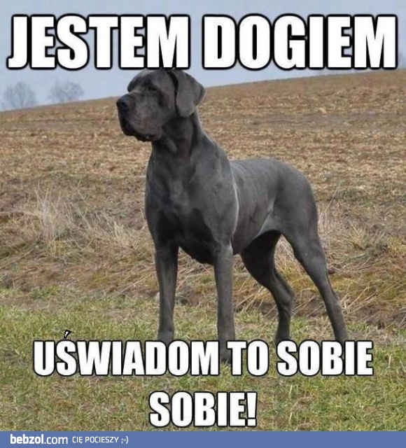 Jestem dogiem, uświadom to sobie