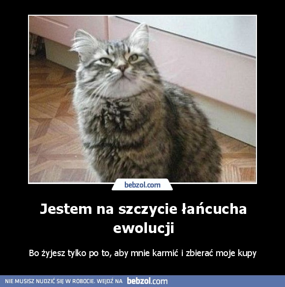 Jestem na szczycie łańcucha ewolucji