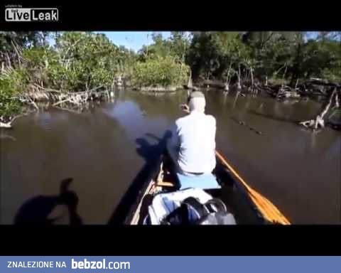 Reakcja na wynurzające się krokodyle