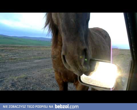 Islandzki koń żarłoczny