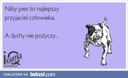 Niby pies to najlepszy przyjaciel