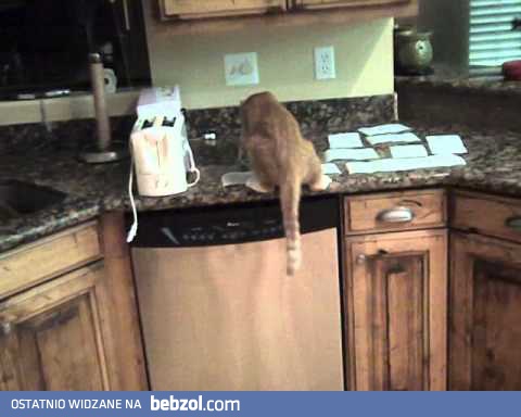 Jak nauczyć kota niewskakiwania na meble?