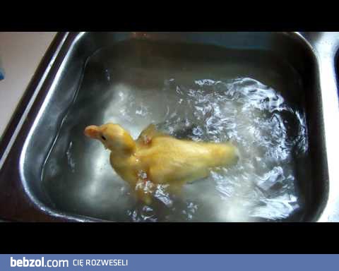 Kaczuszka pływa sobie w zlewie