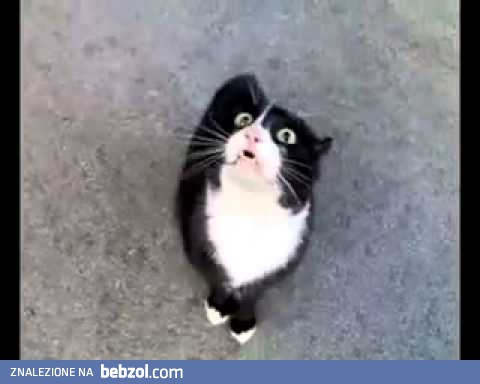 Kot mówi ludzkim głosem