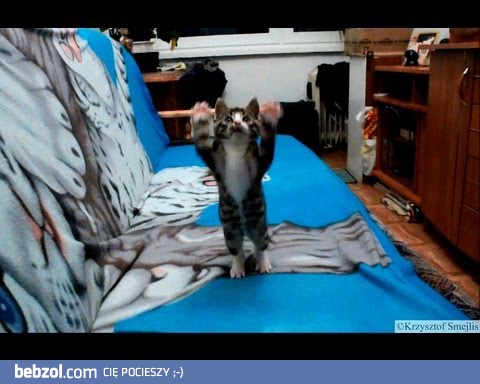 Kocie zabawy w zwolnionym tempie