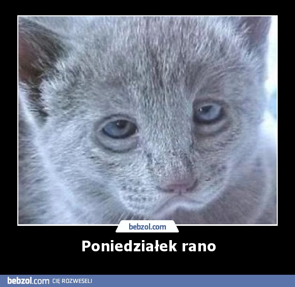 Poniedziałek rano