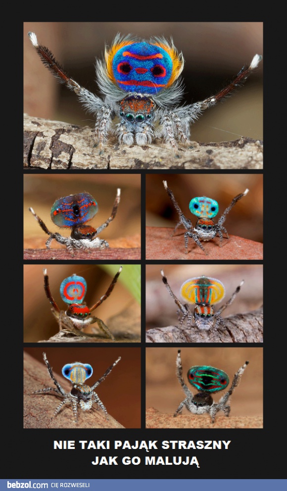 Nie taki pająk straszny