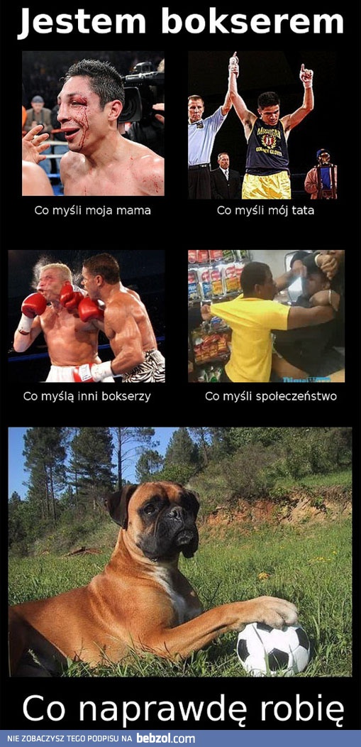 Jestem bokserem